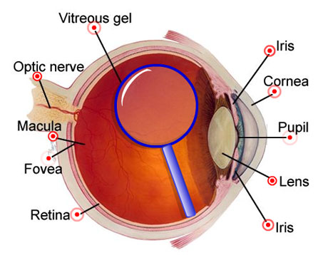 eye diagram fovea. The interactive diagram shows